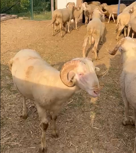Kurban Alırken Nelere dikkat etmeliyim ? 