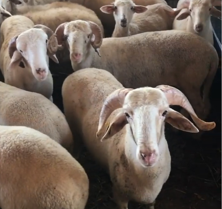 Kurban Fiyatları