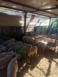 Bursa Vinç | Kurbanlık Kuzu fiyatları