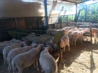 Bursa Vinç | Bursa Kurbanlık Fiyatları